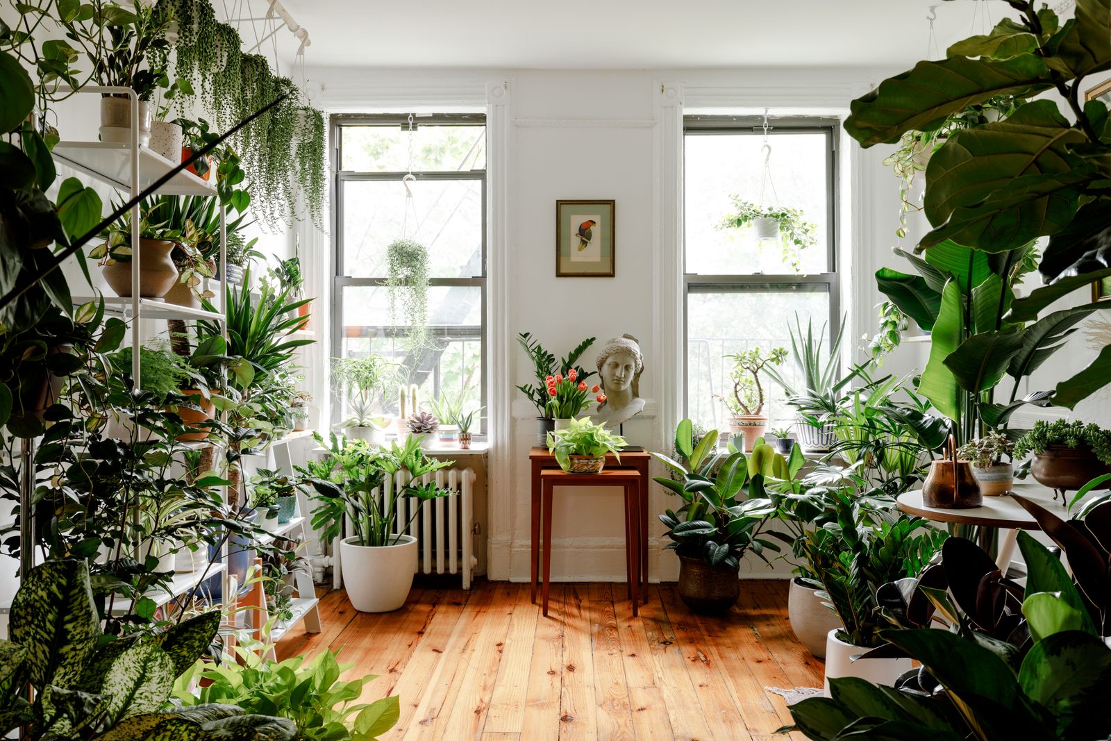 Beautiful indoor plants in natural light